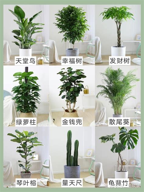 家里适合养什么植物|19种最适合放在家里养的植物，你家有几种？